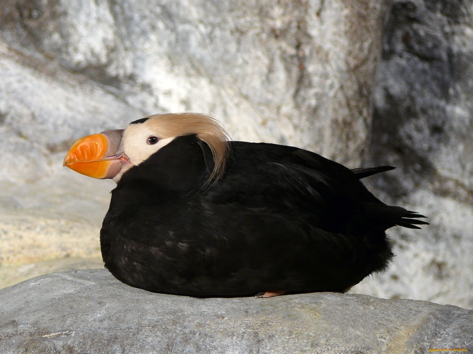 tufted, puffin, in, the, penguin, and, coast, , 